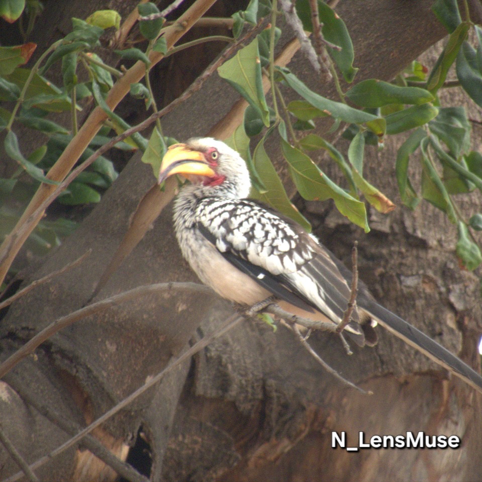 Nature Image